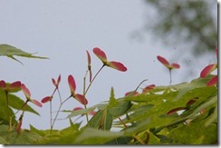 DSC02026